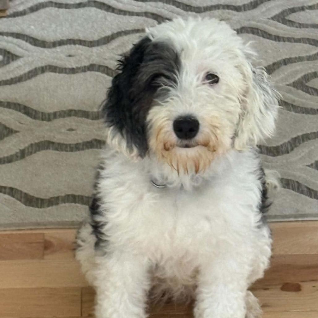 Lolly aka Molly (no longer accepting applications) photo