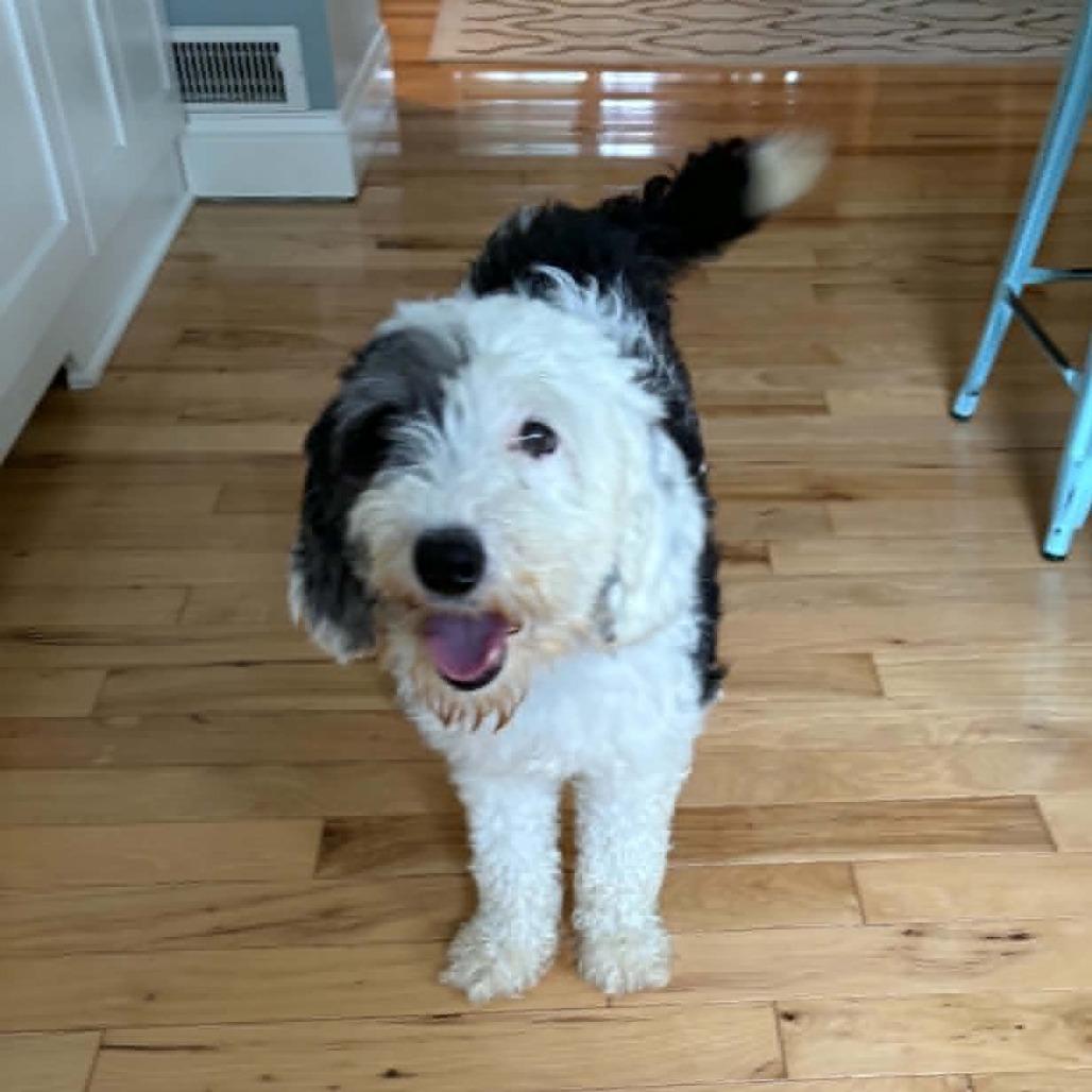 Enlarge Lolly aka Molly (no longer accepting applications), a Adoptable mixed breed in Rochester, MN image 2/6