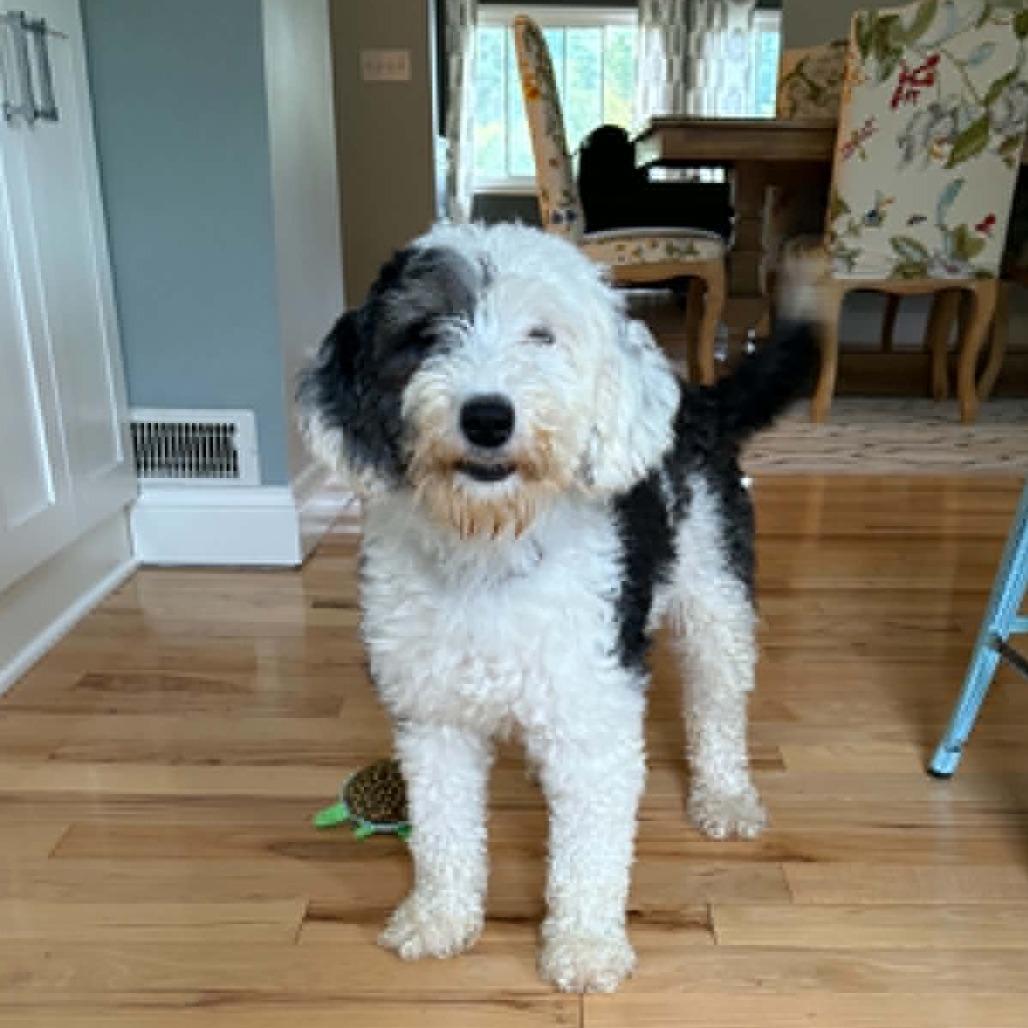 Enlarge Lolly aka Molly (no longer accepting applications), a Adoptable mixed breed in Rochester, MN image 3/6