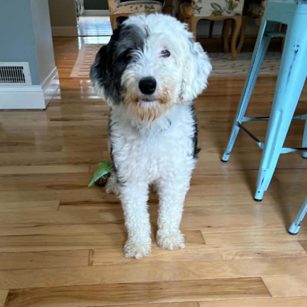 Enlarge Lolly aka Molly (no longer accepting applications), a Adoptable mixed breed in Rochester, MN image 4/6