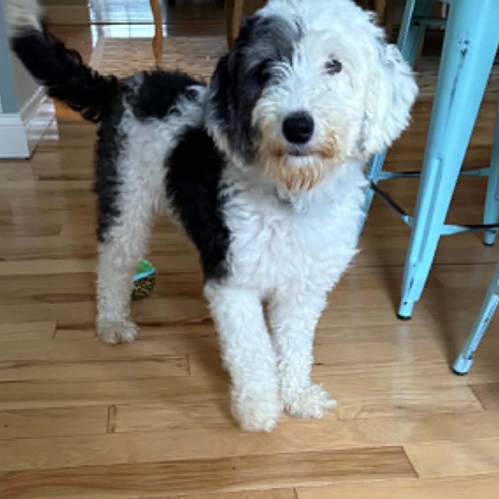 Enlarge Lolly aka Molly (no longer accepting applications), a Adoptable mixed breed in Rochester, MN image 5/6