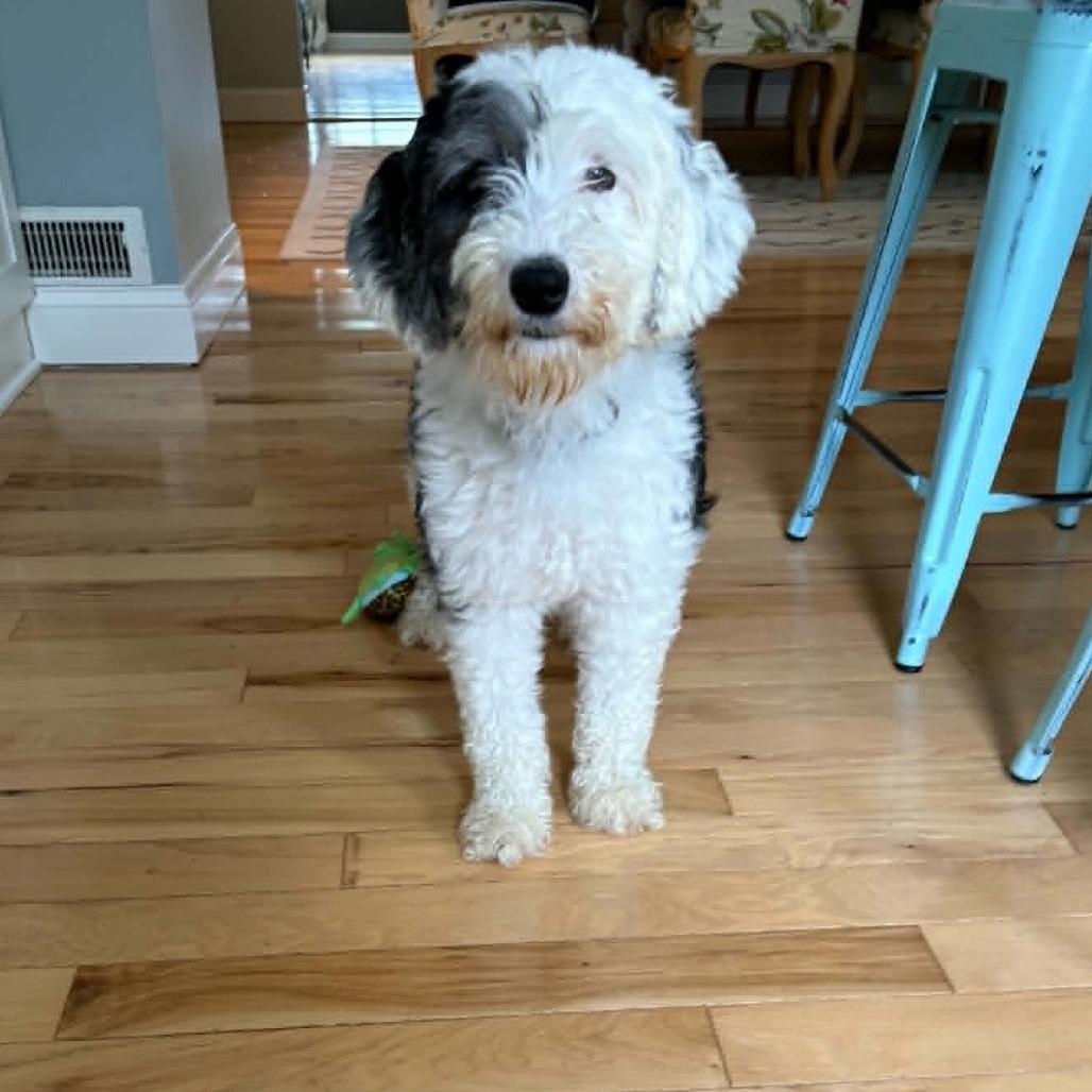 Enlarge Lolly aka Molly (no longer accepting applications), a Adoptable mixed breed in Rochester, MN image 6/6