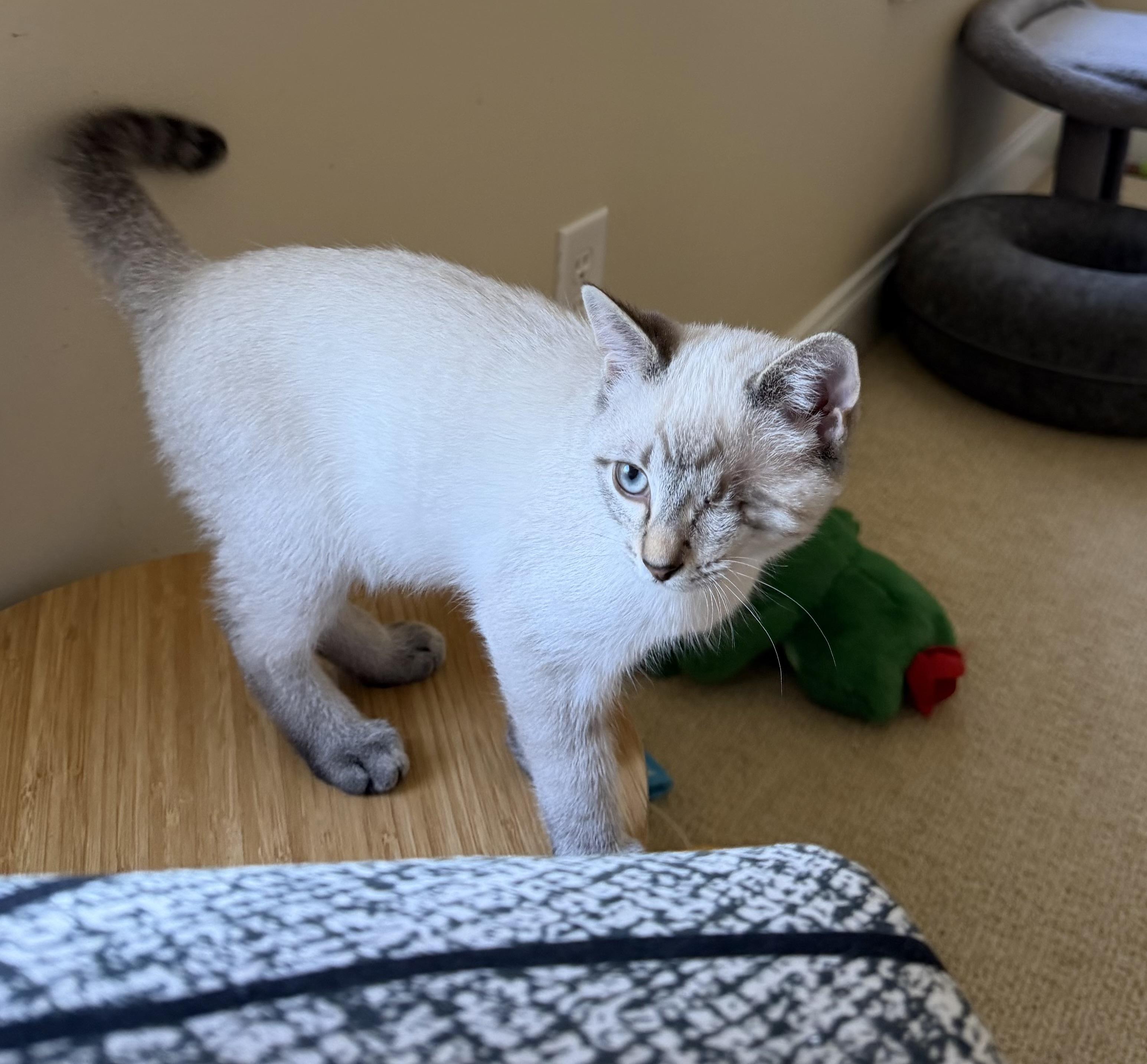 Enlarge Zeus, an adopted Domestic Short Hair in Duluth, GA image 2/2