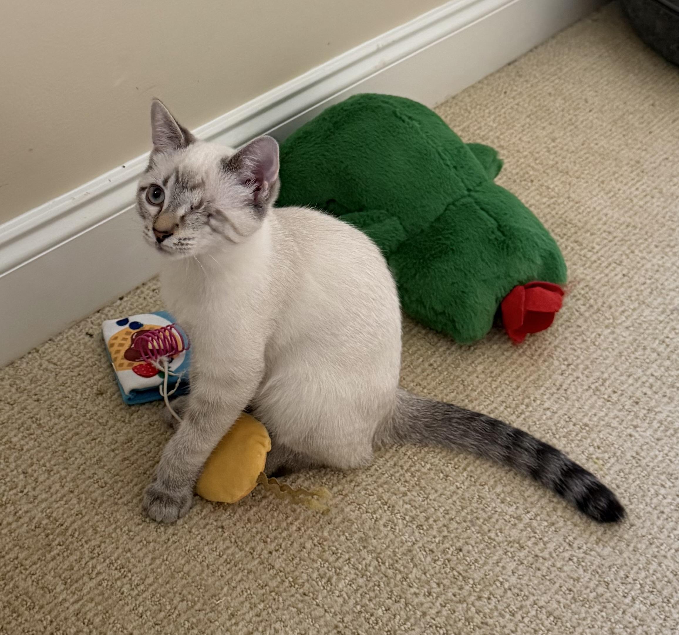 Zeus, adopted, Kitten Male Domestic Short Hair.