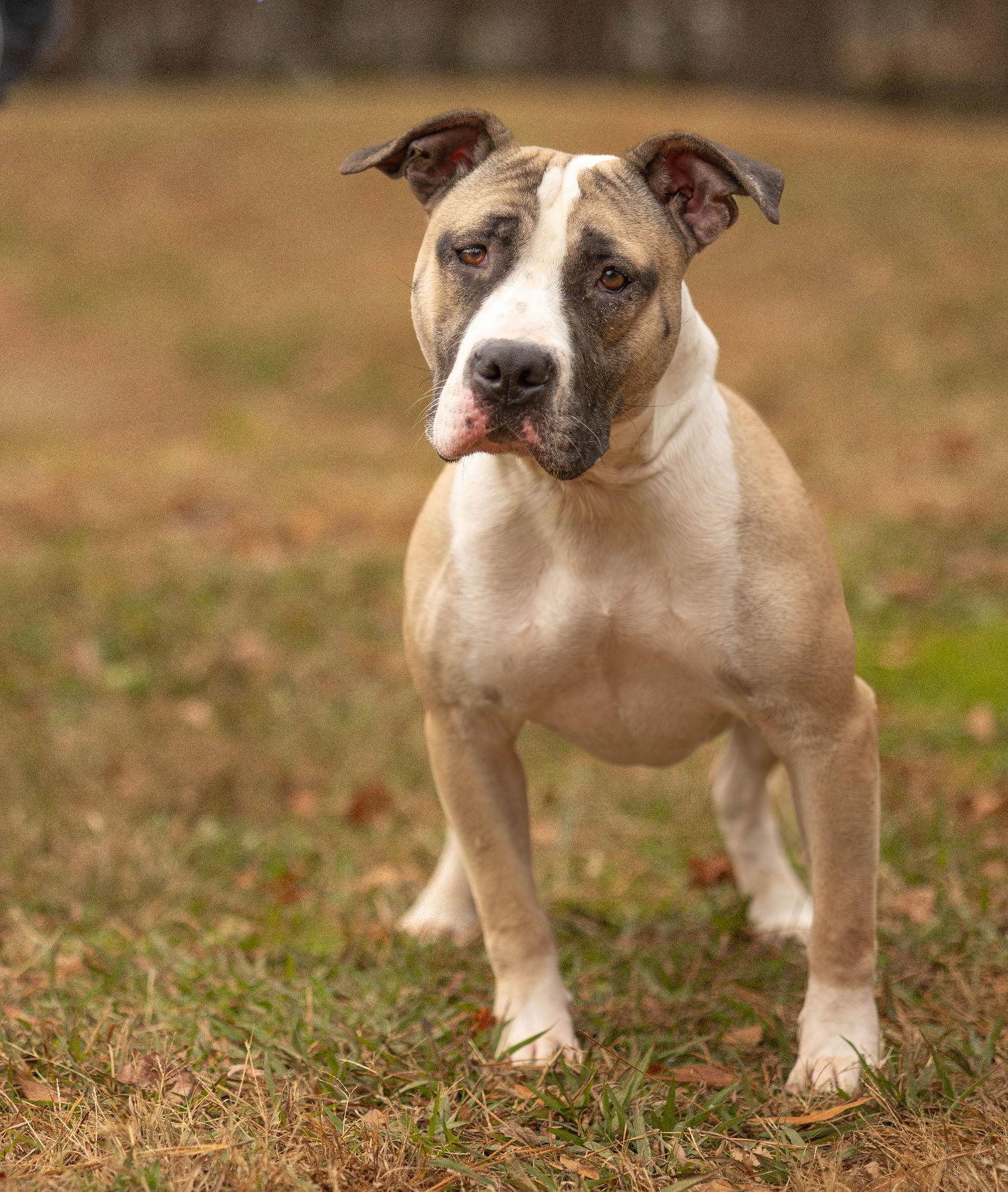George, Adoptable, Adult Male Mixed Breed.
