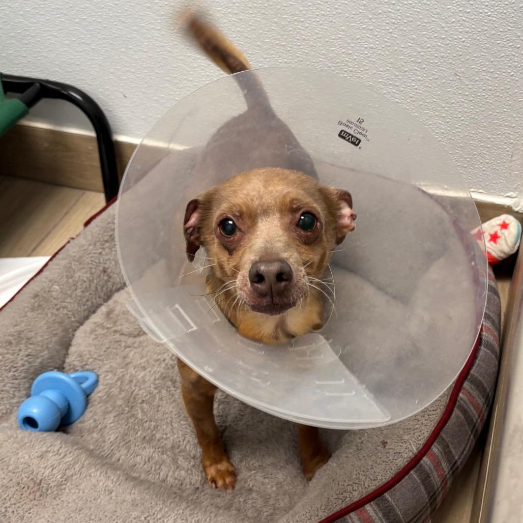 Enlarge Buddy, a Adoptable Mixed Breed in Naperville, IL image 1/1