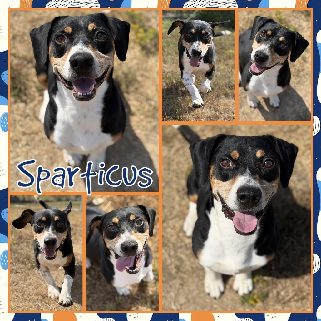 Sparticus, Adoptable, Adult Male Beagle & Mixed Breed.