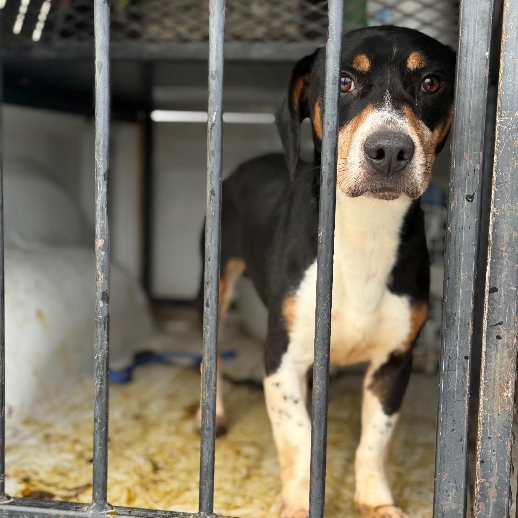 Enlarge Sparticus, a Adoptable mixed breed in Fort Smith, AR image 2/2