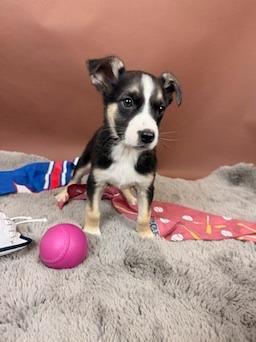Cub, Adoptable, Puppy Female Basenji & Australian Shepherd.