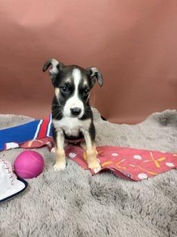 Cub, a Adoptable mixed breed in Phoenix, AZ image 2/3