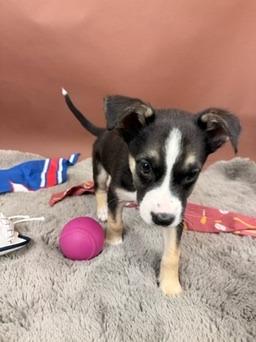 Cub, a Adoptable mixed breed in Phoenix, AZ image 3/3