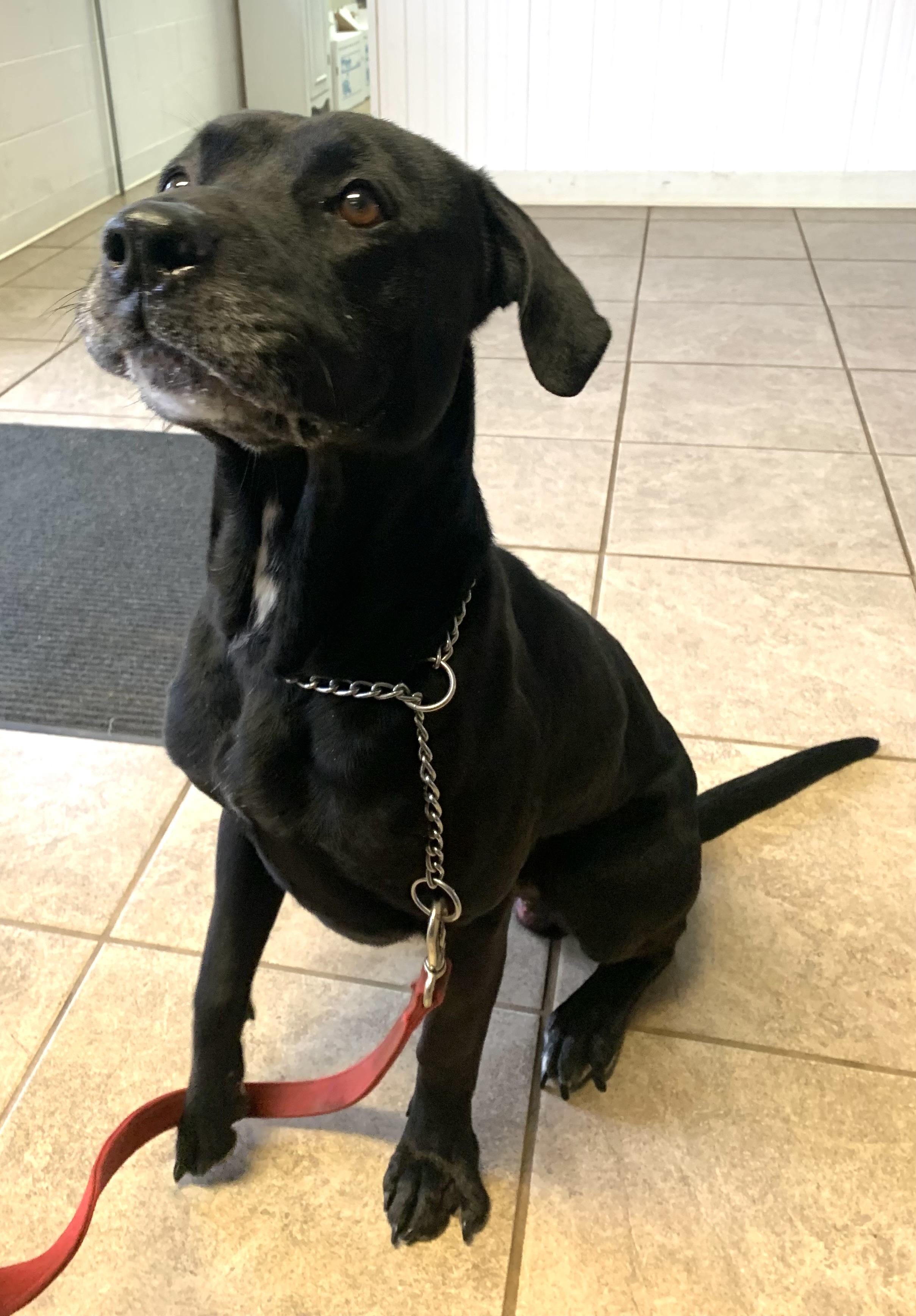 Enlarge Shadow , a ADOPTABLE mixed breed in Massena, NY image 4/5