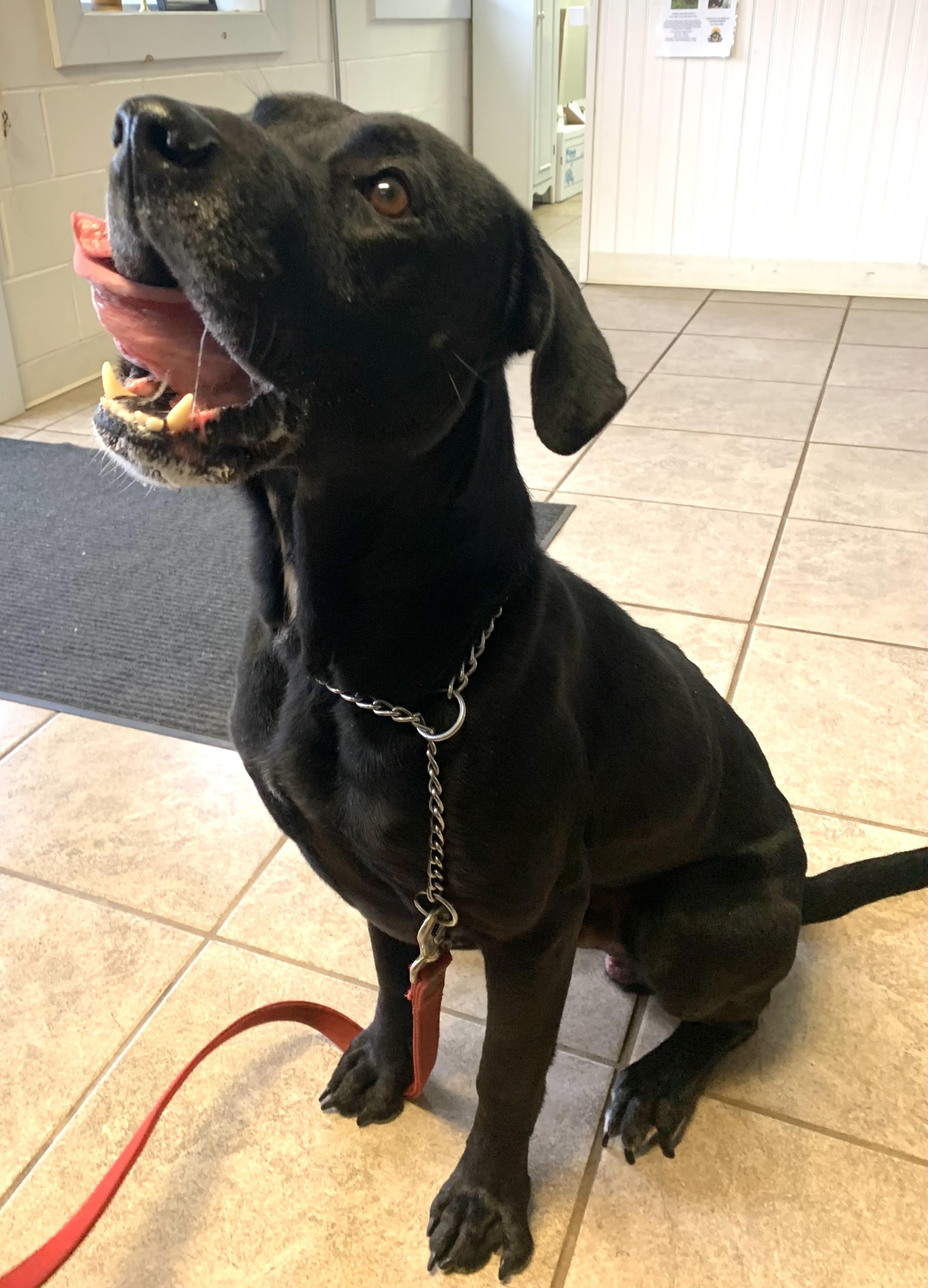 Enlarge Shadow , a ADOPTABLE mixed breed in Massena, NY image 3/5