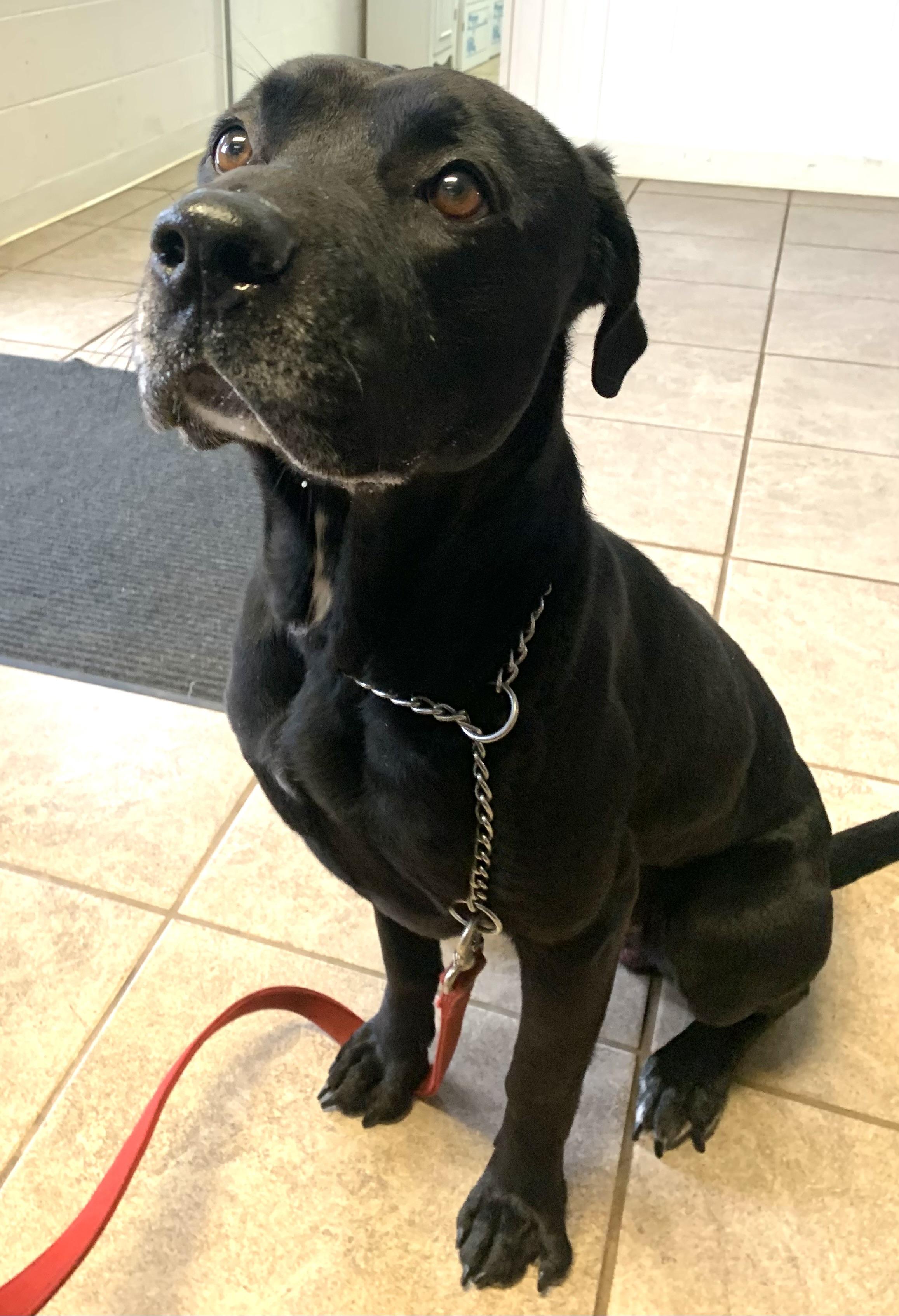 Shadow , ADOPTABLE, Adult Male Black Labrador Retriever & American Staffordshire Terrier.
