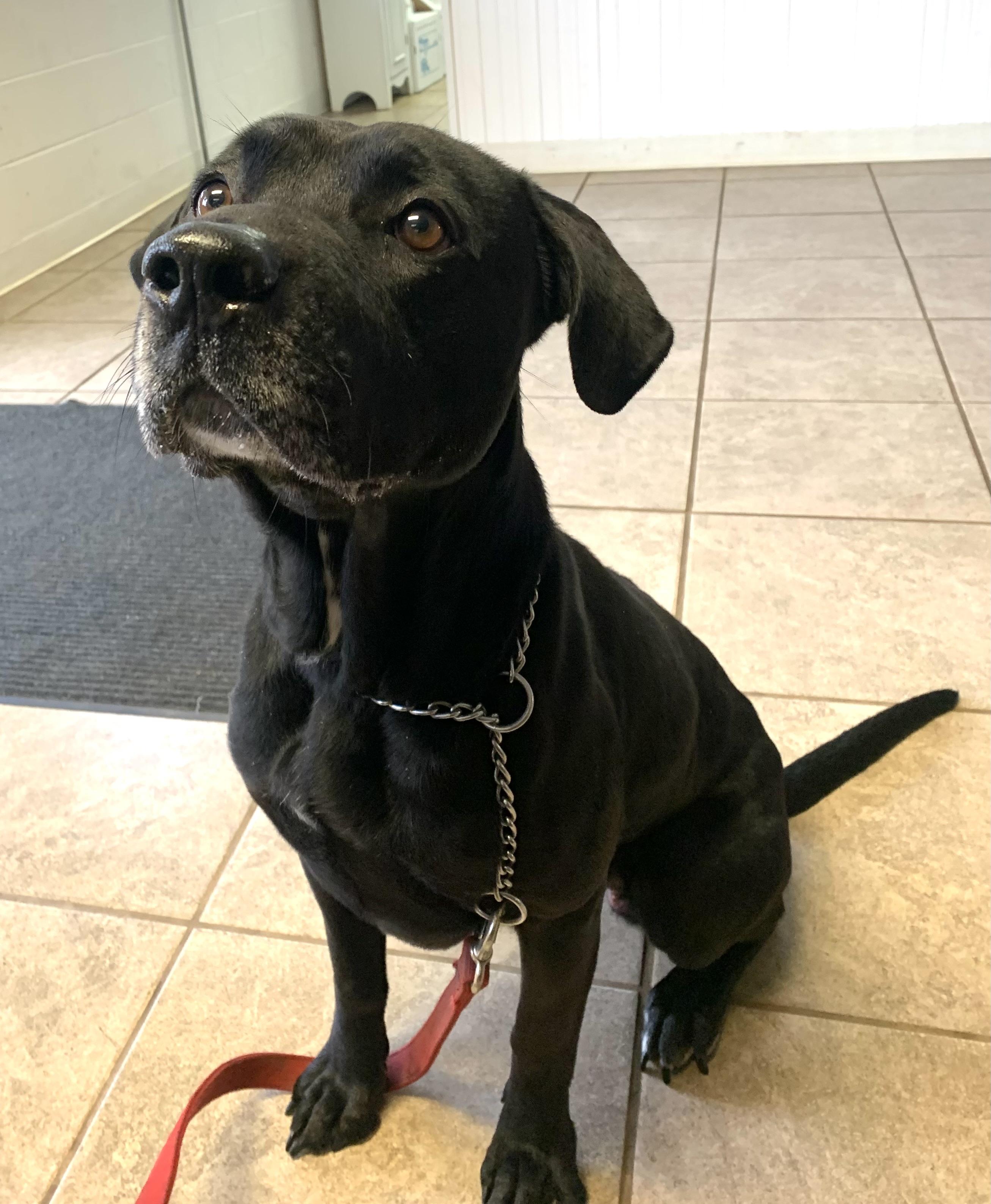 Enlarge Shadow , a ADOPTABLE mixed breed in Massena, NY image 5/5