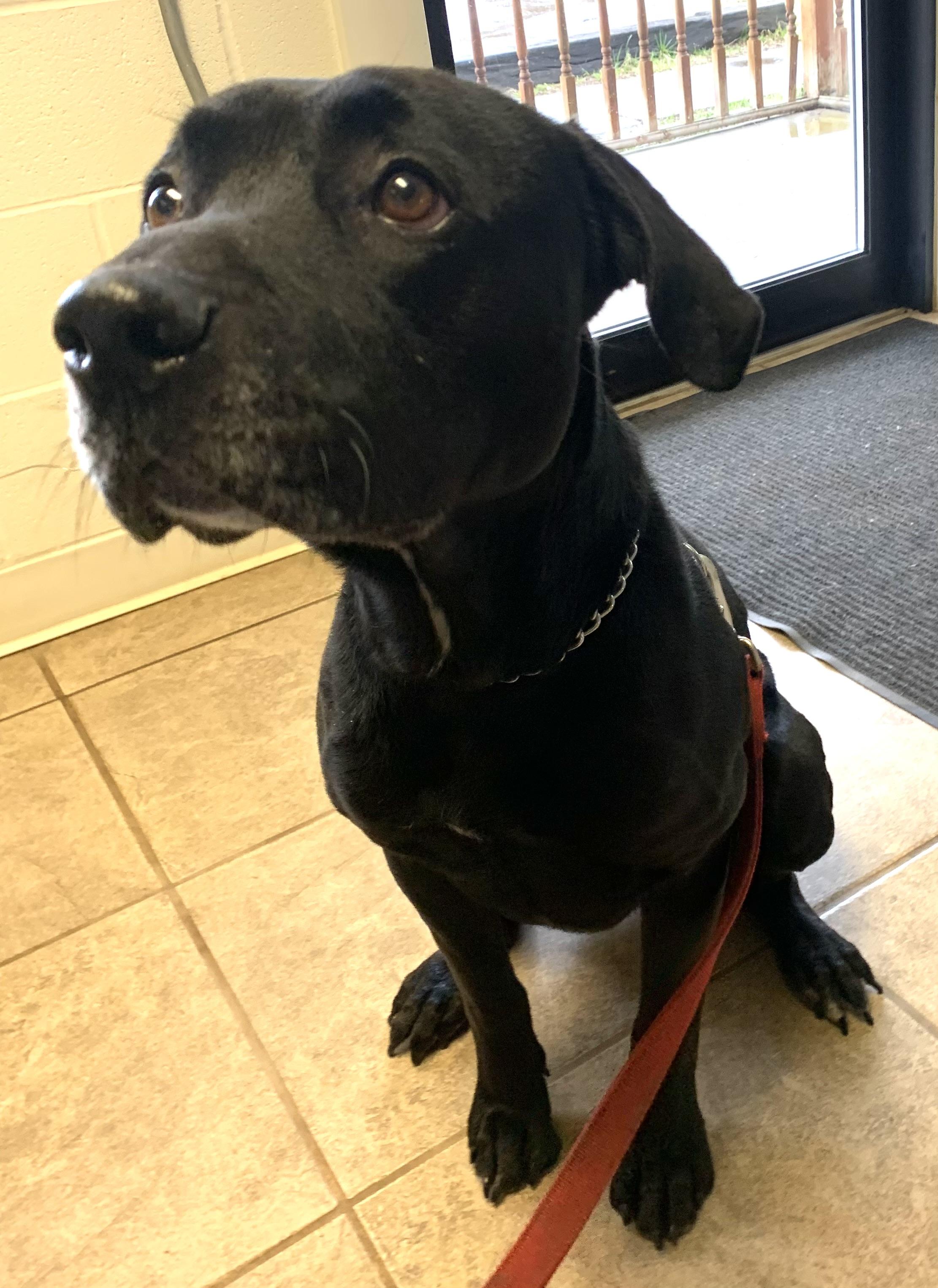 Enlarge Shadow , a ADOPTABLE mixed breed in Massena, NY image 2/5