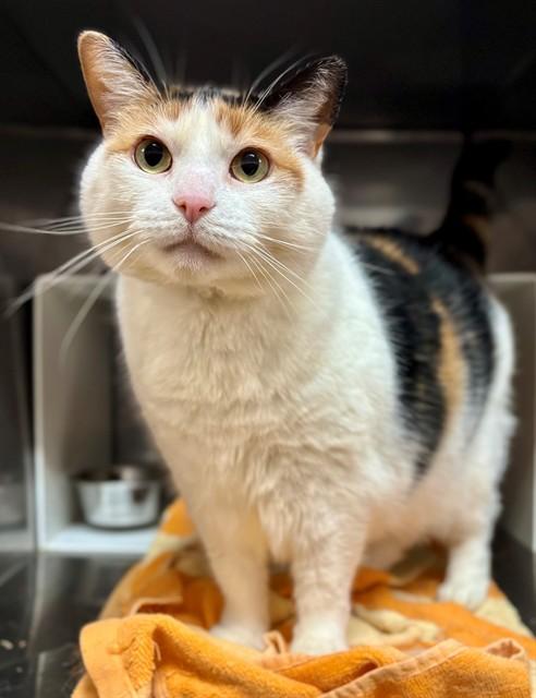 Enlarge CLEMENTINE, a Adoptable Domestic Short Hair in York, SC image 1/1