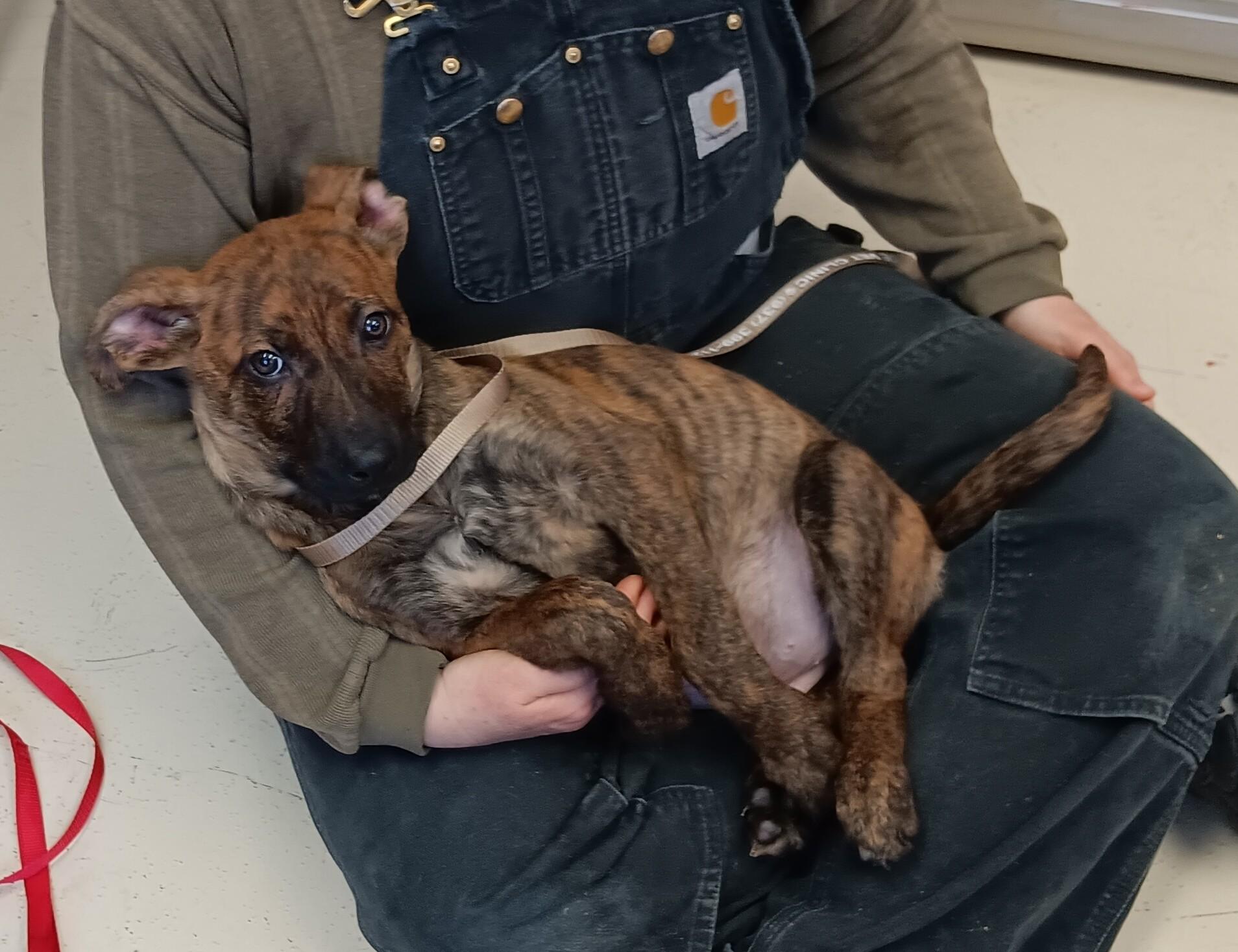 Enlarge Lewis , an adopted mixed breed in Springfield, OH image 2/2