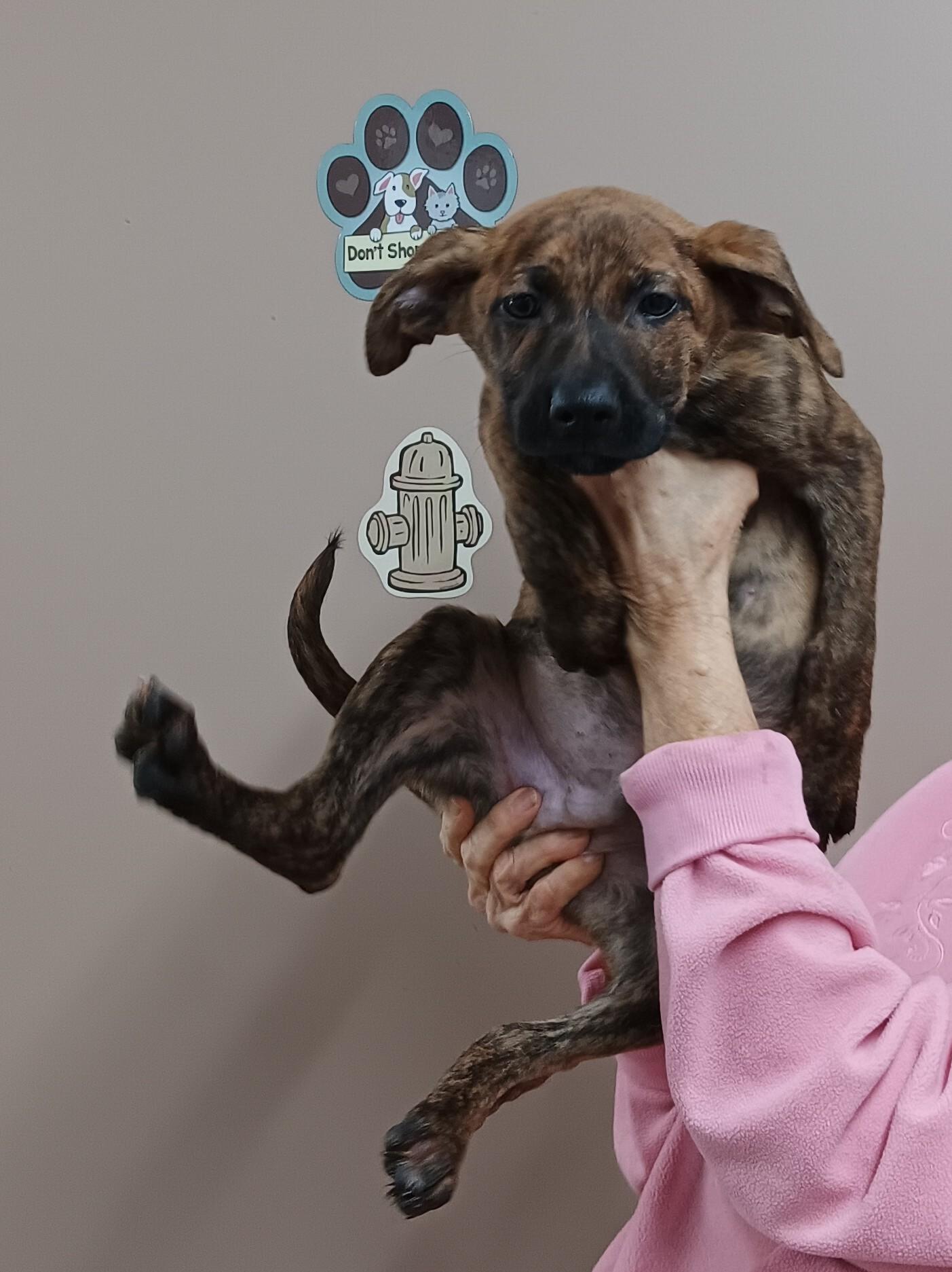 Enlarge Lewis , an adopted mixed breed in Springfield, OH image 1/2