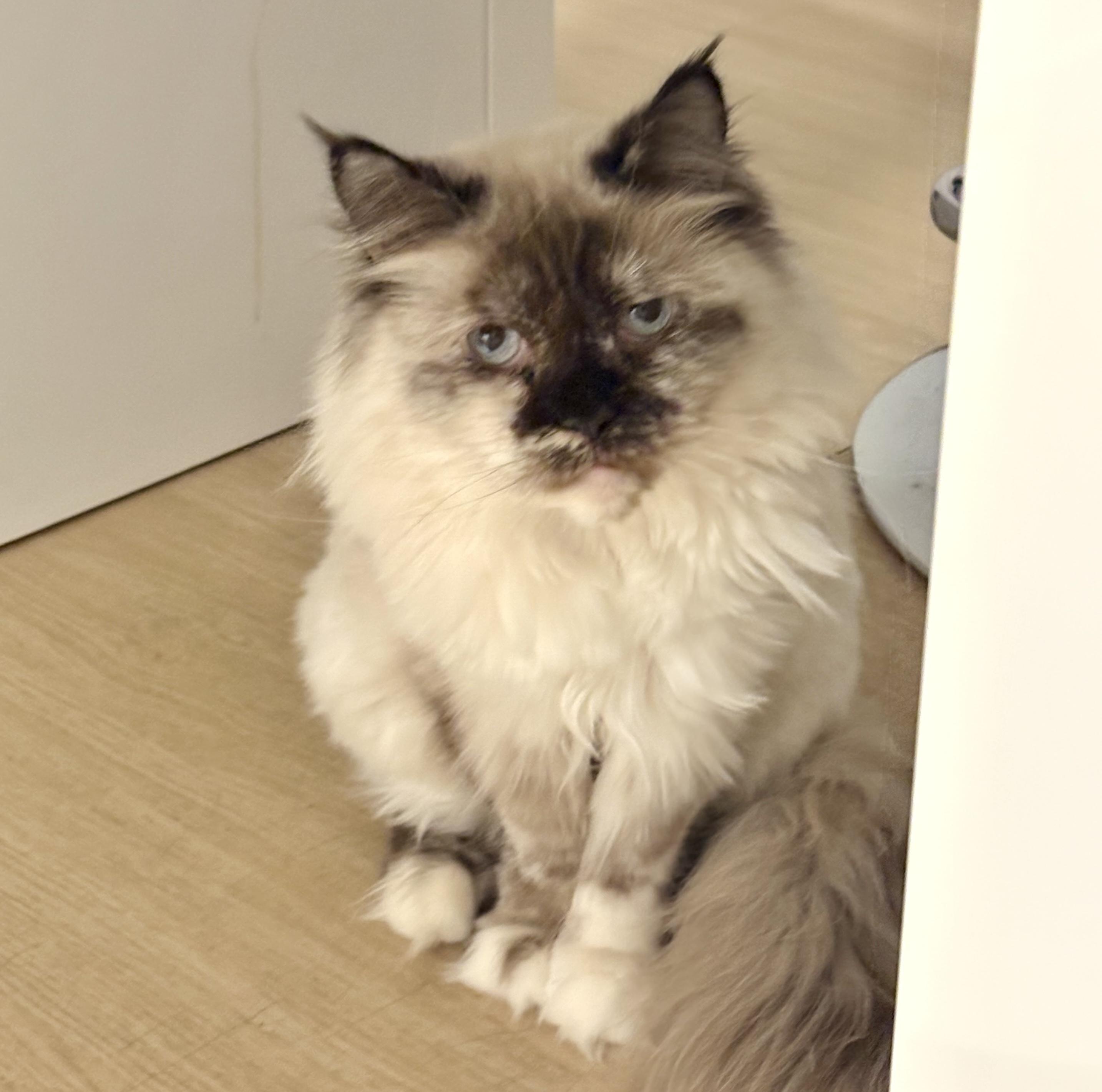 Enlarge Bali (bonded with Bubba), a Adoptable mixed breed in Toronto, ON image 1/6