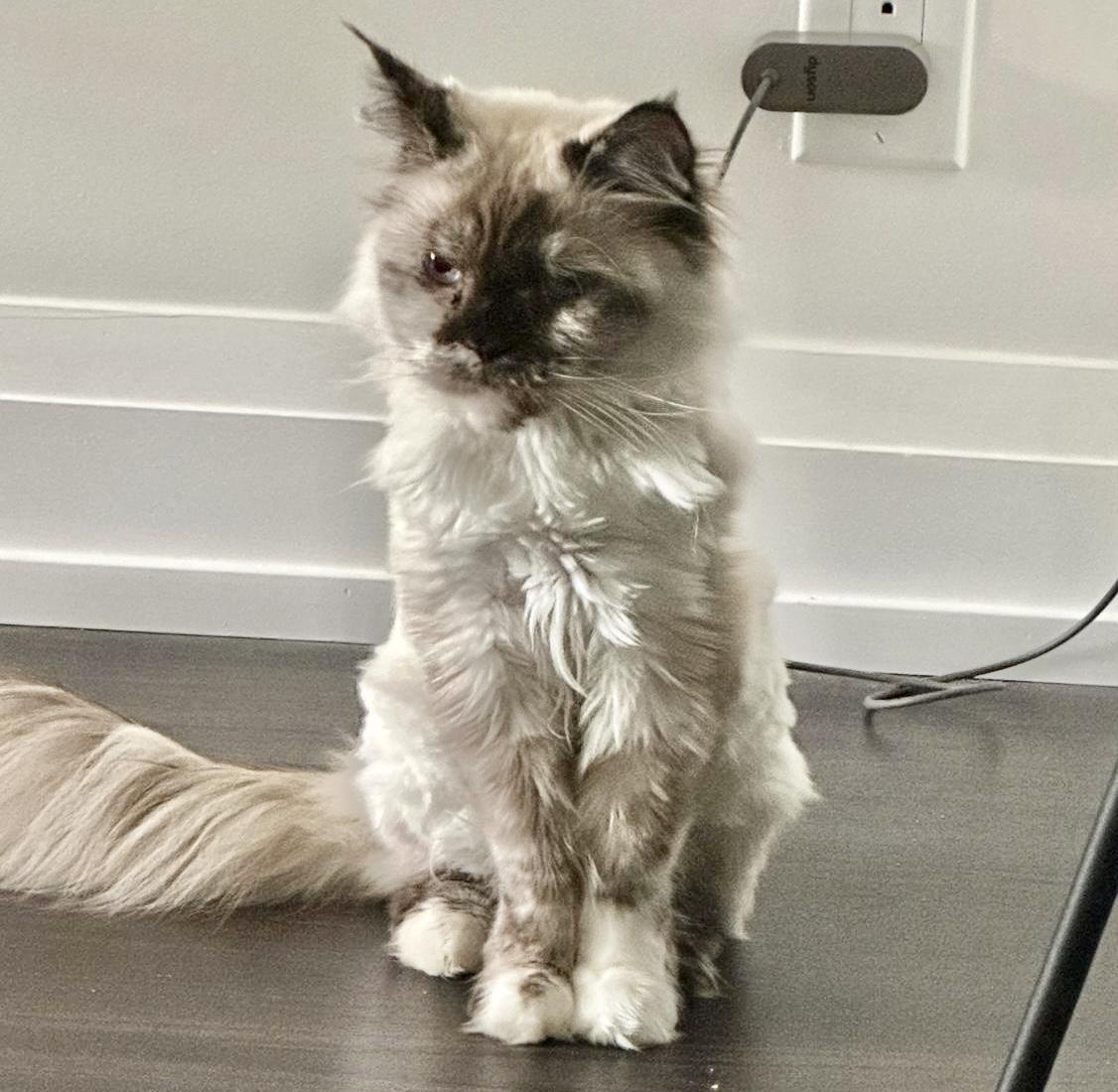 Enlarge Bali (bonded with Bubba), a Adoptable mixed breed in Toronto, ON image 2/6