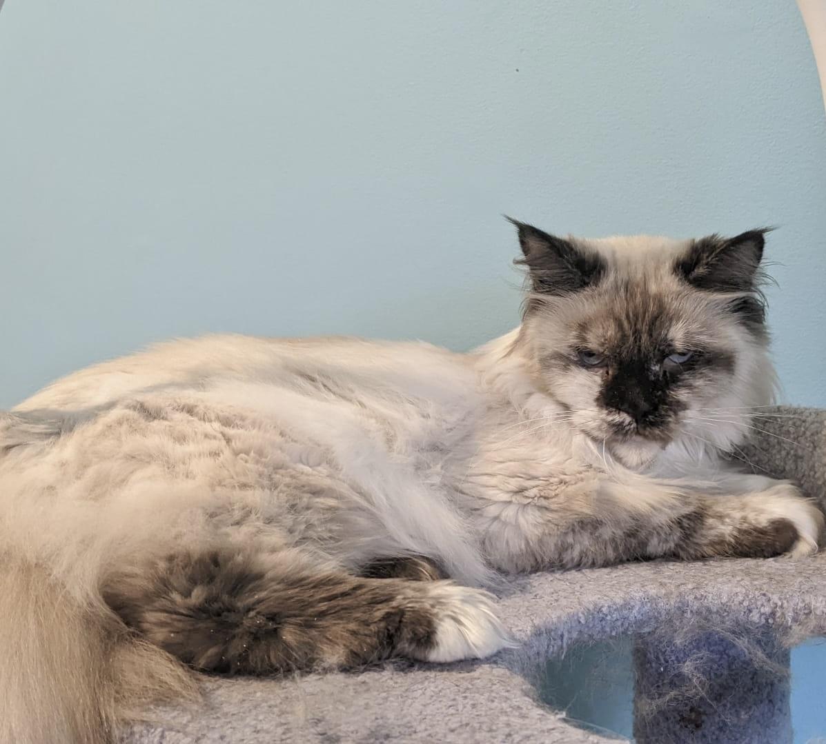 Enlarge Bali (bonded with Bubba), a Adoptable mixed breed in Toronto, ON image 3/6