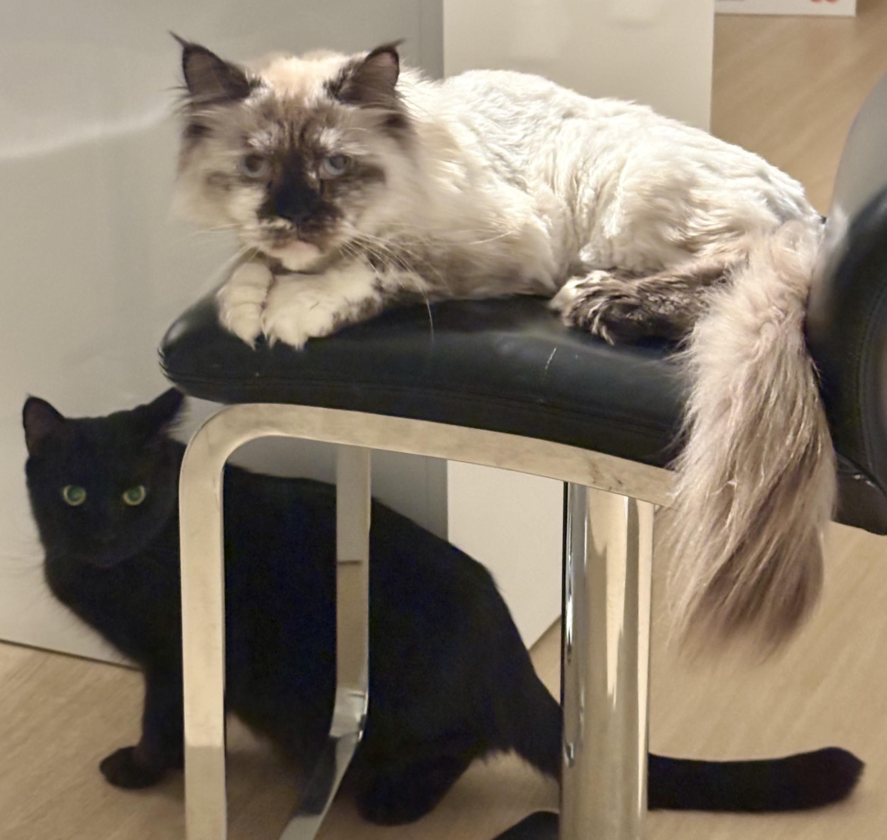 Enlarge Bali (bonded with Bubba), a Adoptable mixed breed in Toronto, ON image 6/6