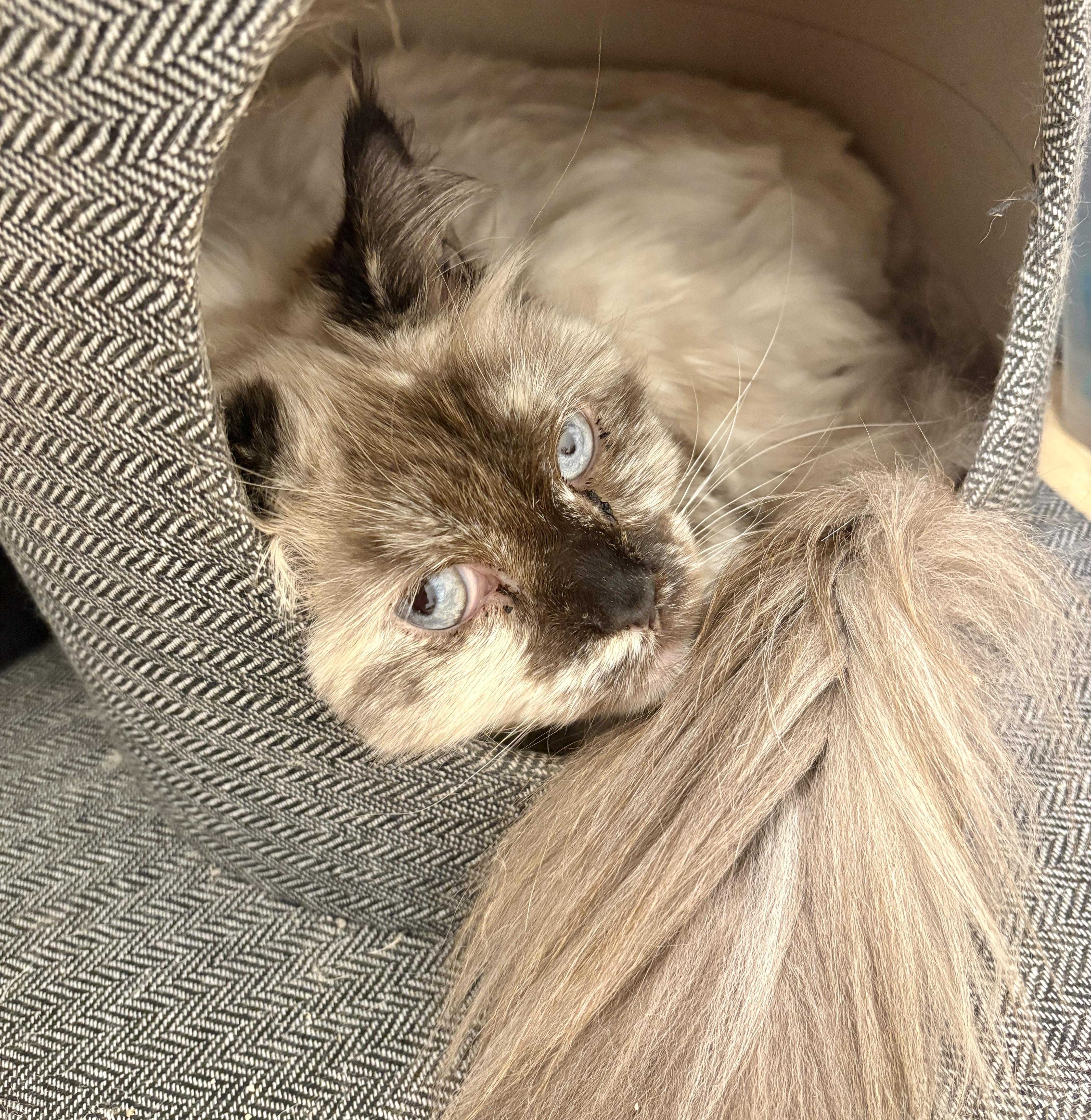 Bali (bonded with Bubba), Adoptable, Adult Female Balinese & Domestic Long Hair.