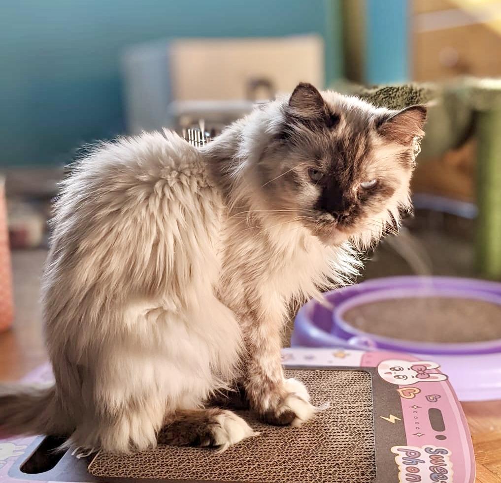 Enlarge Bali (bonded with Bubba), a Adoptable mixed breed in Toronto, ON image 5/6