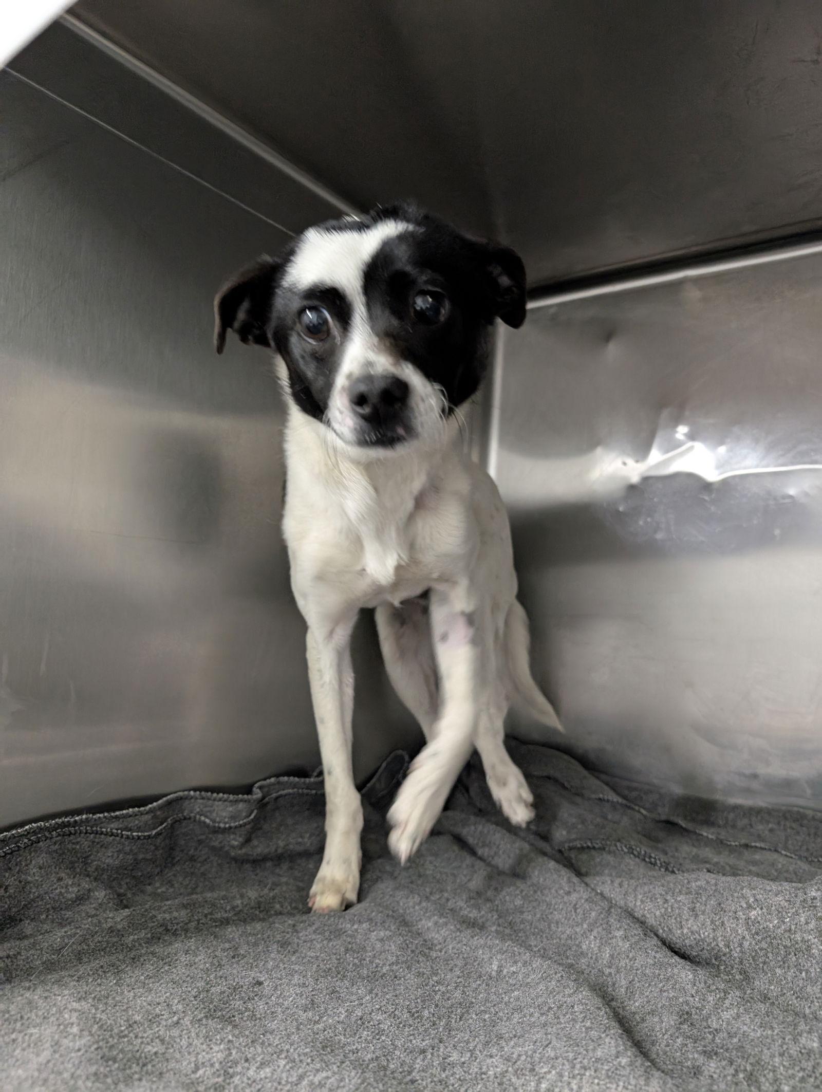 Roccy, Adoptable, Adult Male Terrier.