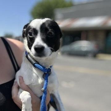 Enlarge Roccy, a Adoptable Terrier in Chico, CA image 2/2