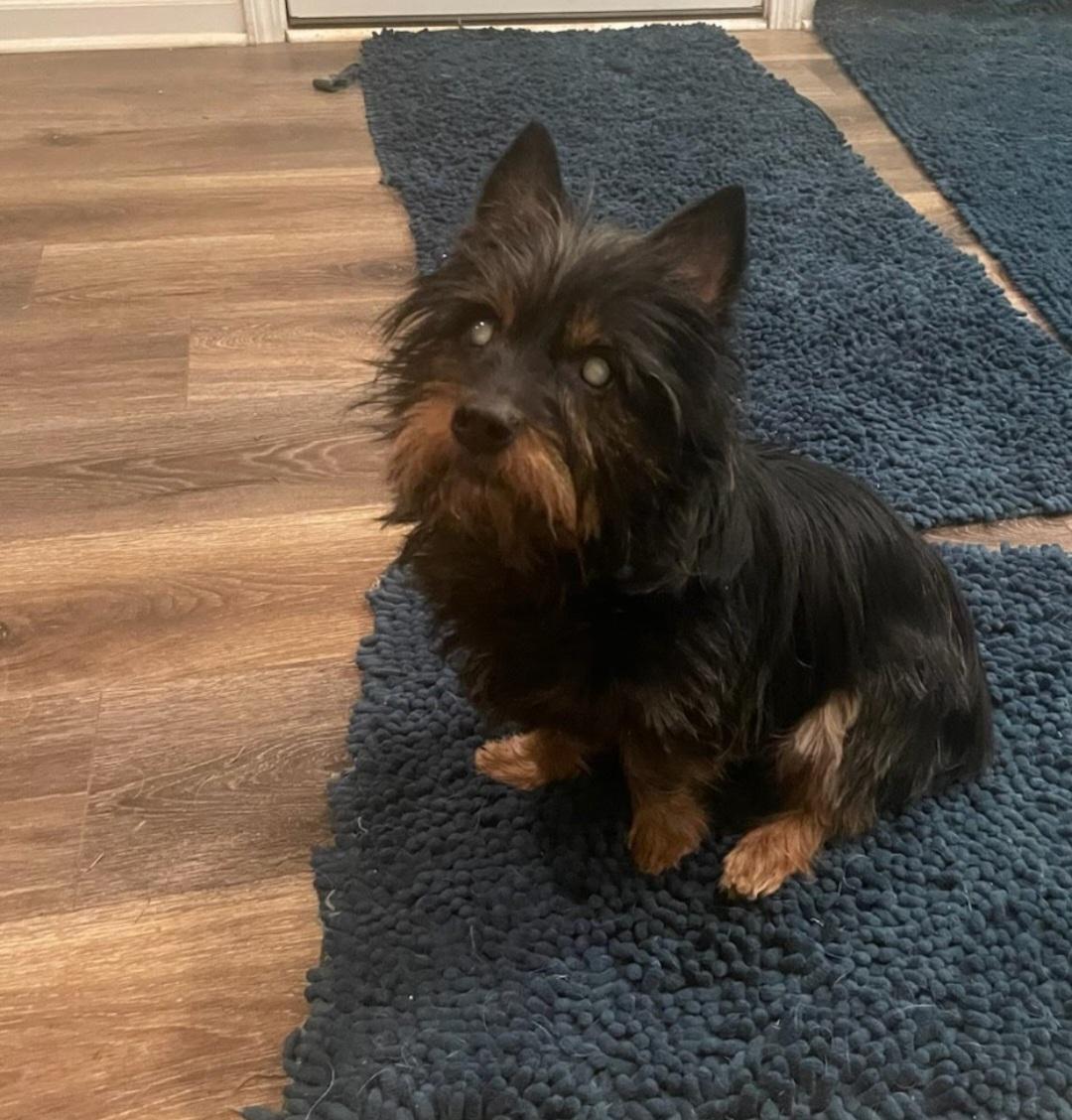 Toby, Adoptable, Senior Male Wire Fox Terrier.