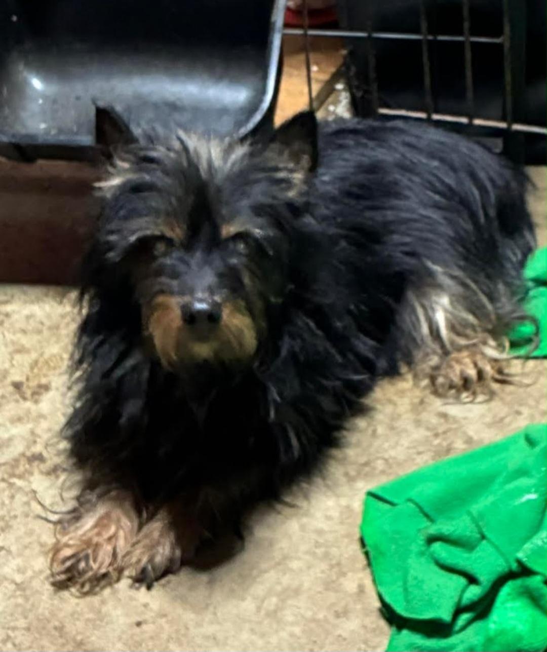 Enlarge Toby, a Adoptable mixed breed in Knoxville, TN image 2/3