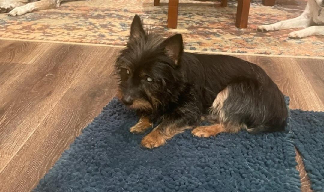 Enlarge Toby, a Adoptable mixed breed in Knoxville, TN image 3/3