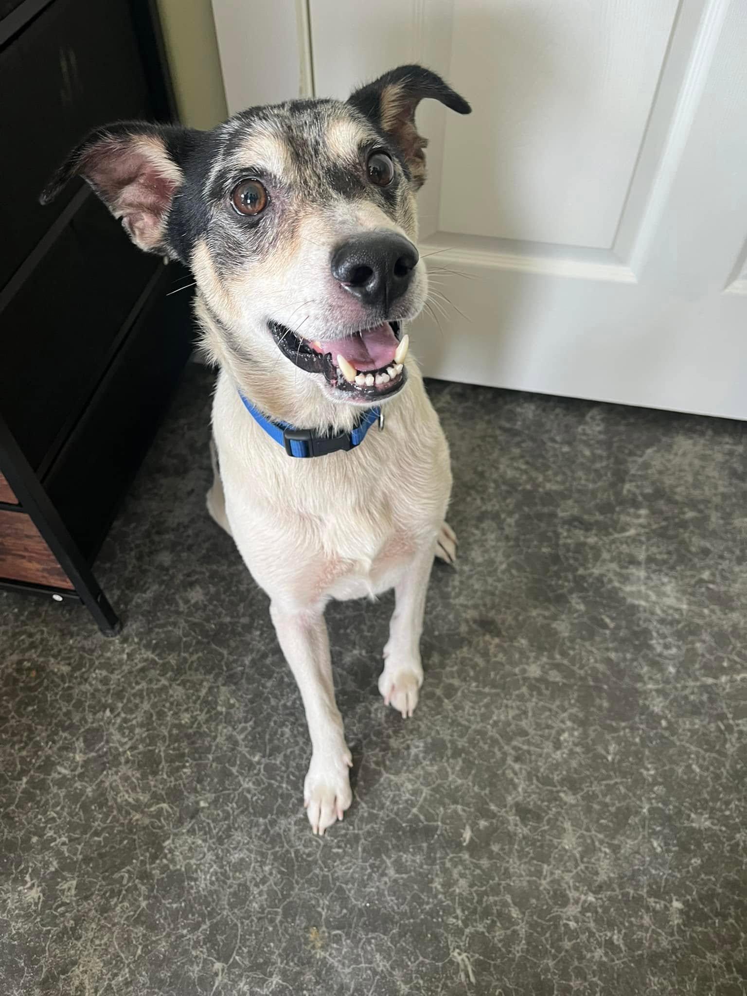 Ringo, adoptable, Young Male Feist.