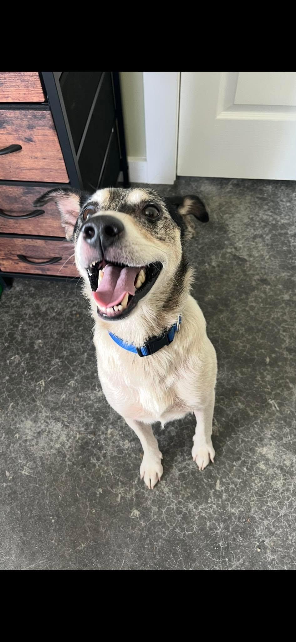 Enlarge Ringo, an adoptable Feist in Harrodsburg, KY image 2/2
