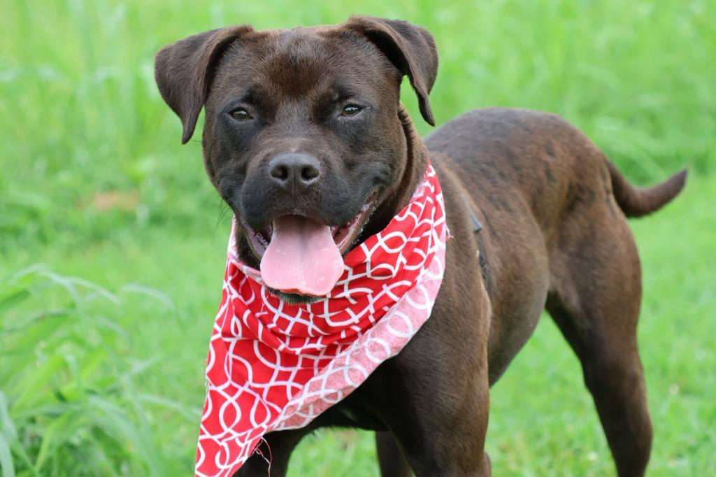 Lamont, Adoptable, Young Male Mixed Breed.