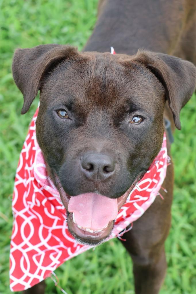 Enlarge Lamont, a Adoptable mixed breed in Columbia, TN image 3/5