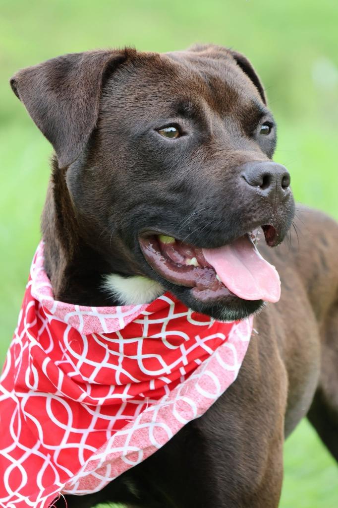 Enlarge Lamont, a Adoptable mixed breed in Columbia, TN image 4/5