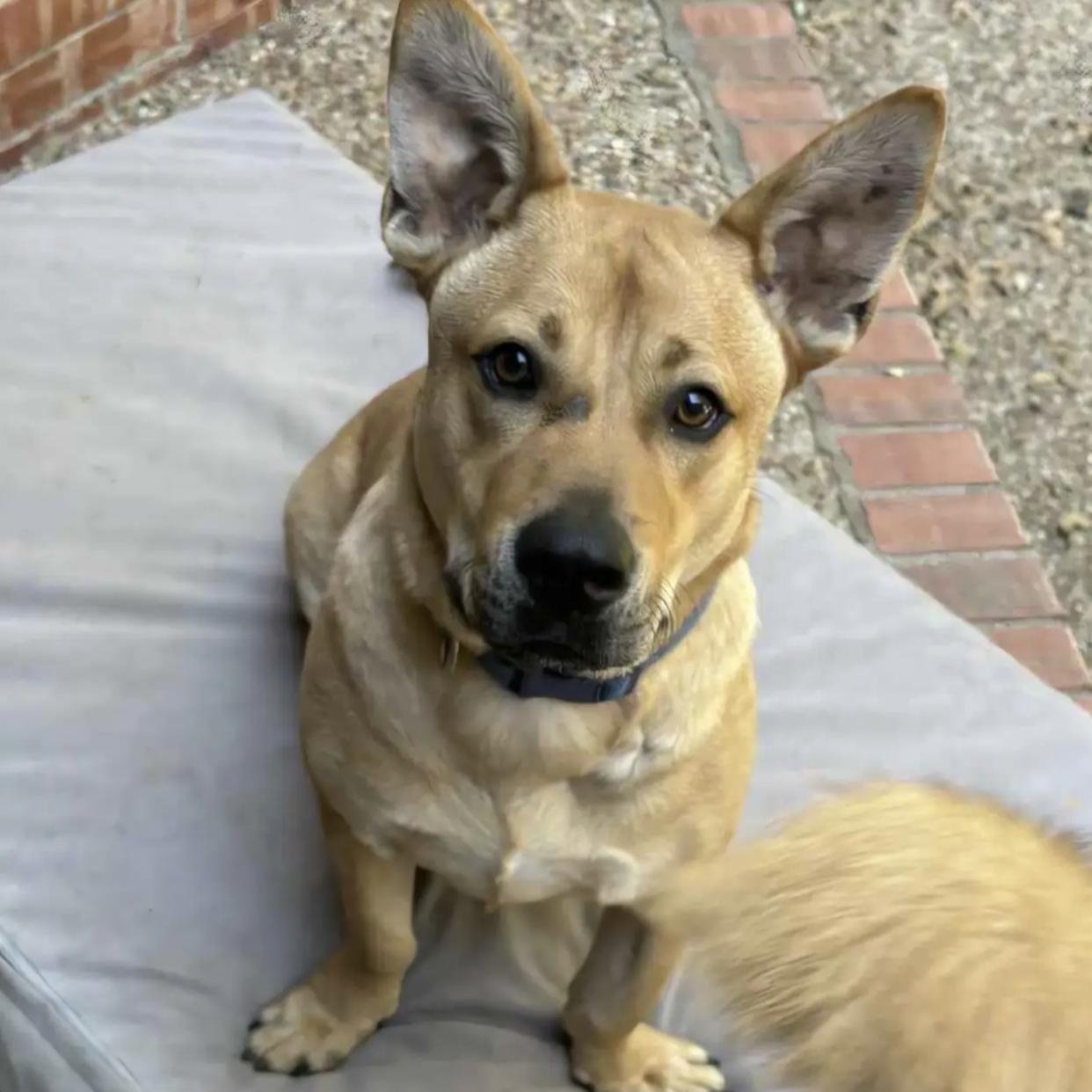 Maverick thumbnail 4