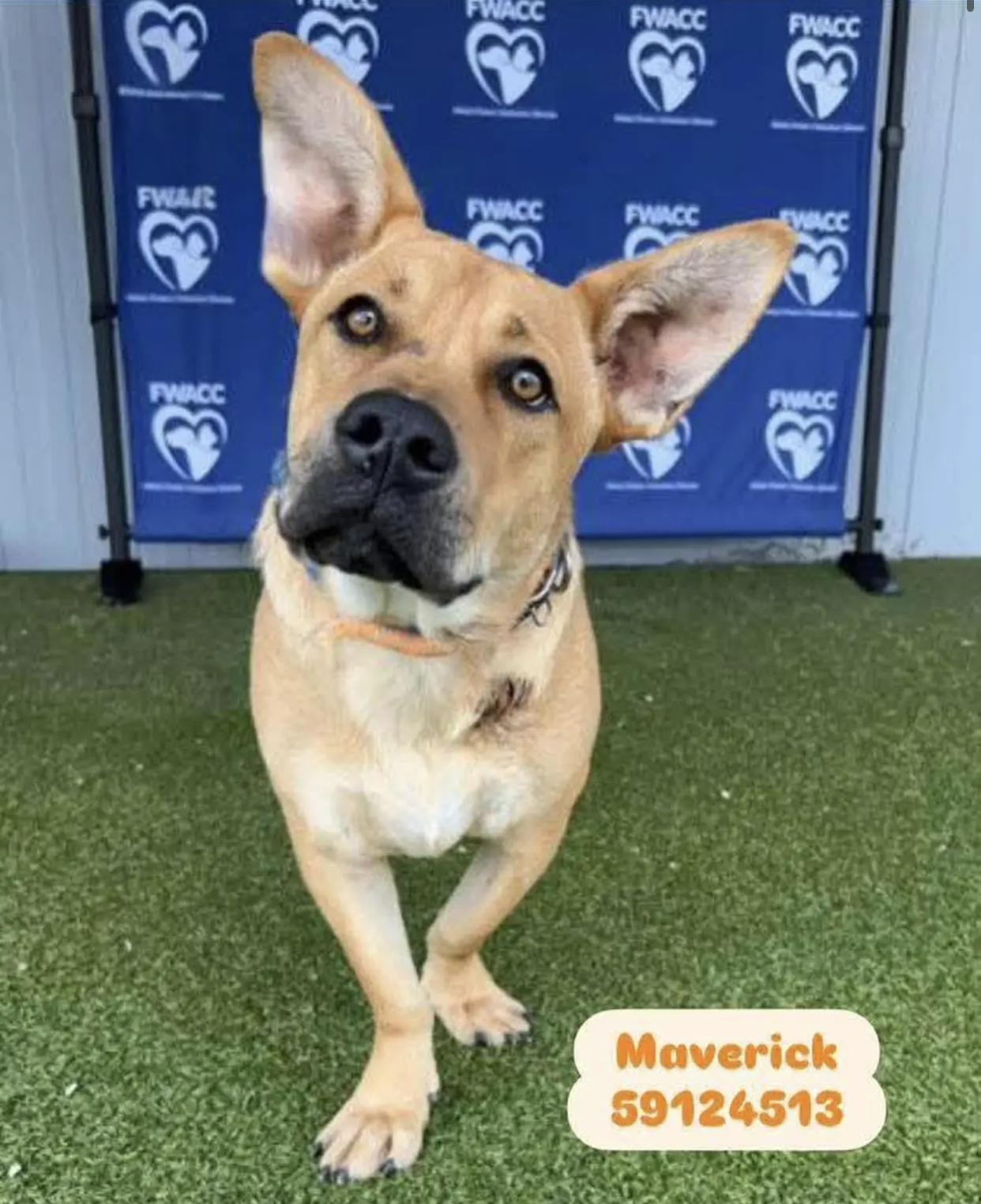 Maverick