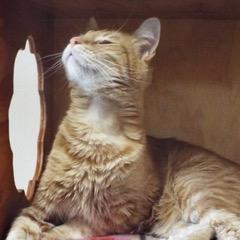 Arlo--Adoptable with Bonded Companion & Comes with Vet Care Support for Life!