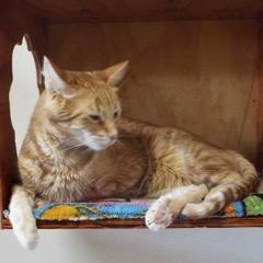 Arlo--Adoptable with Bonded Companion & Comes with Vet Care Support for Life!