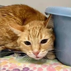 Arlo--Adoptable with Bonded Companion & Comes with Vet Care Support for Life!