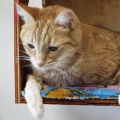 Arlo--Adoptable with Bonded Companion & Comes with Vet Care Support for Life!