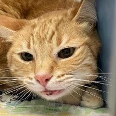 Arlo--Adoptable with Bonded Companion & Comes with Vet Care Support for Life!