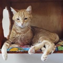 Arlo--Adoptable with Bonded Companion & Comes with Vet Care Support for Life!, Senior Male unknown