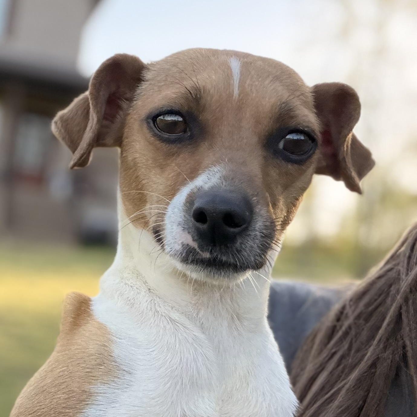 Enlarge Tiny, a Adoptable mixed breed in Harrisburg, PA image 2/6