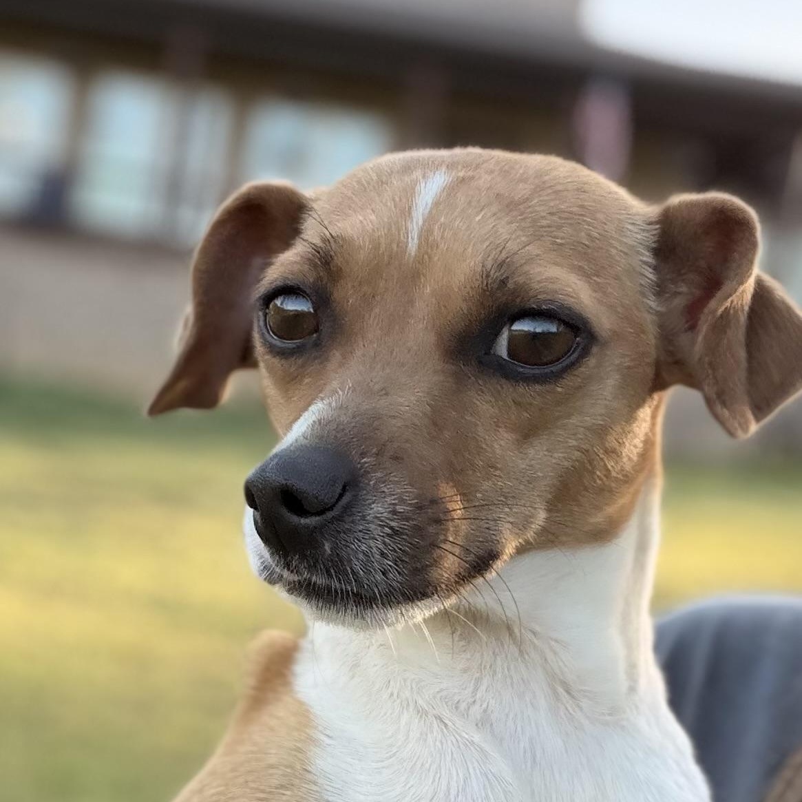 Enlarge Tiny, a Adoptable mixed breed in Harrisburg, PA image 5/6