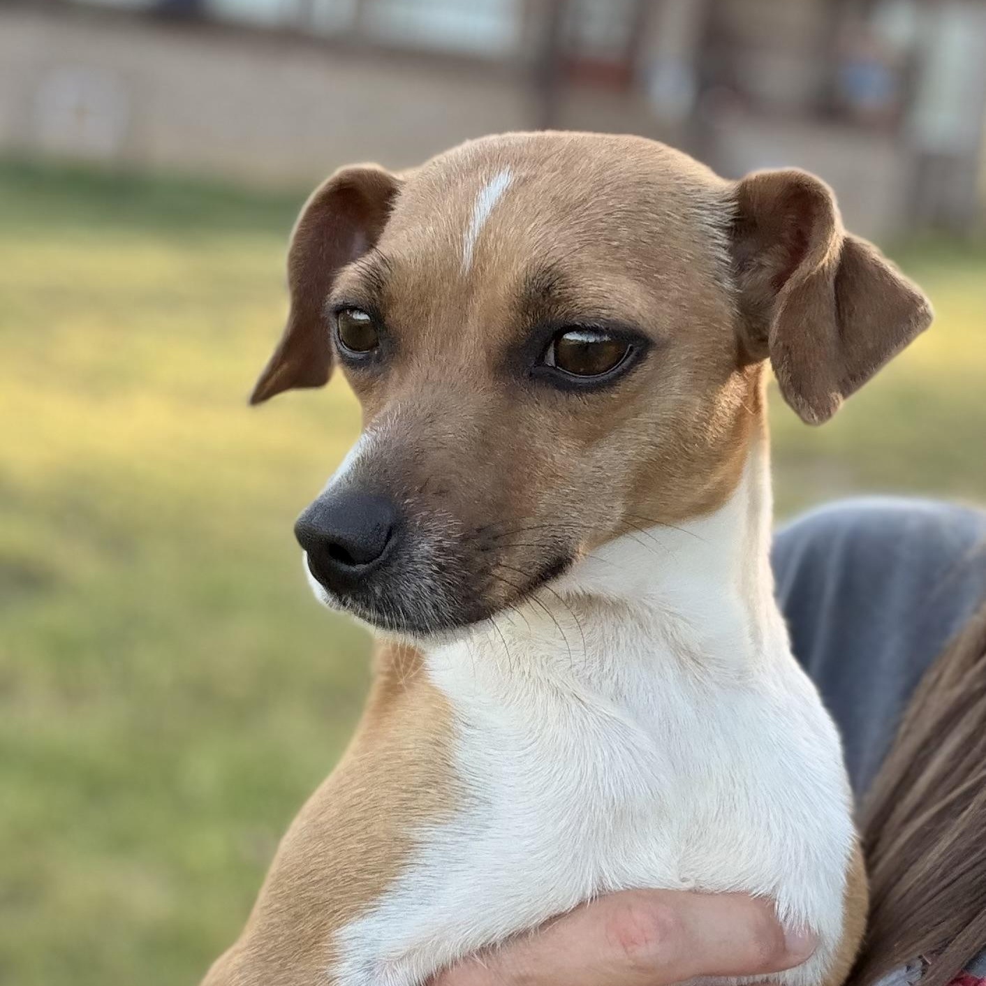 Enlarge Tiny, a Adoptable mixed breed in Harrisburg, PA image 1/6